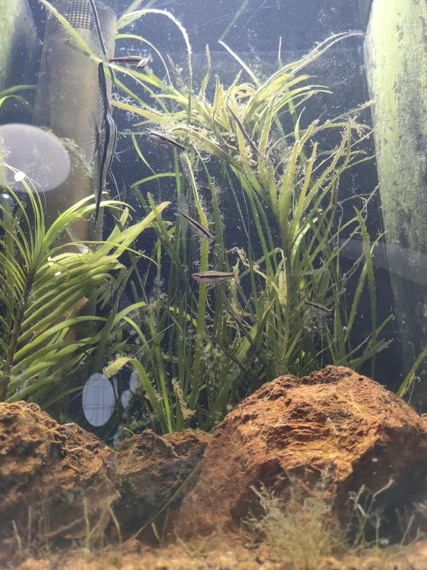 Main tank underwater closeup fish and plants