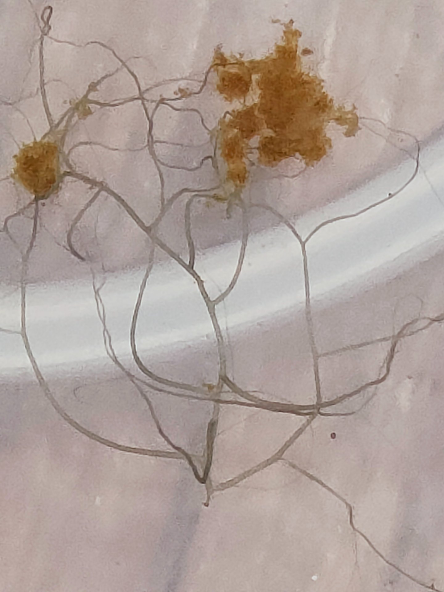 Freshwater hydroid colony close-up
