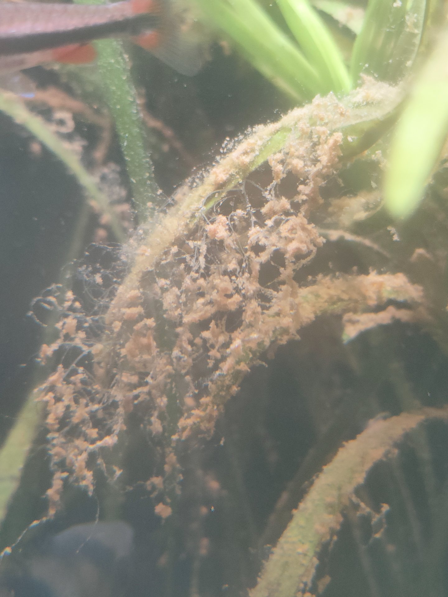 Hydroid colony in tank