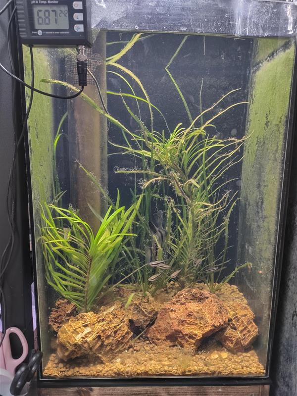 Holobiont Aquarium main tank overview pH 6.87